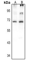 Histidine Decarboxylase Rabbit Polyclonal Antibody