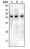 CD159a/c Rabbit Polyclonal Antibody