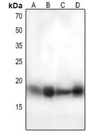 MUC1 (Phospho-Y1243) Rabbit Polyclonal Antibody