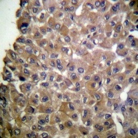 MUC1 (Phospho-Y1243) Rabbit Polyclonal Antibody