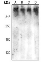 DNA-PKcs (Phospho-S2612) Rabbit Polyclonal Antibody