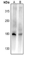 CD45 Antibody