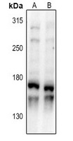 HMGXB3 Rabbit Polyclonal Antibody