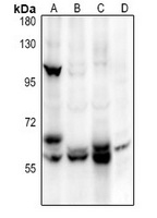 ALPL Antibody