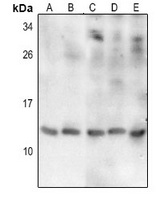 Thioredoxin 2 Rabbit Polyclonal Antibody
