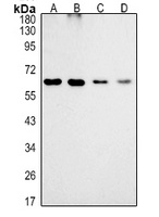 F4/80 Rabbit Polyclonal Antibody