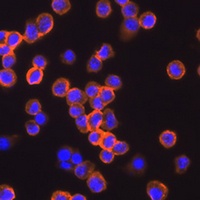 F4/80 Rabbit Polyclonal Antibody