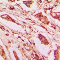 IL-9 Antibody