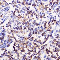 CD3e Antibody