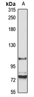 ANO2 Rabbit Polyclonal Antibody