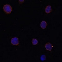 ANO2 Rabbit Polyclonal Antibody