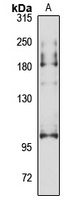 ANO2 Rabbit Polyclonal Antibody