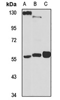 ARX Rabbit Polyclonal Antibody