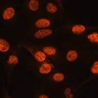 ARX Rabbit Polyclonal Antibody