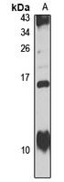HAH1 Antibody