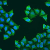 ATP5J Rabbit Polyclonal Antibody