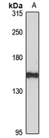 ATRNL1 Rabbit Polyclonal Antibody