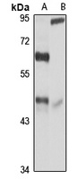 BHMT Antibody