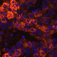 BHMT Antibody
