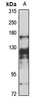 BRD1 Rabbit Polyclonal Antibody
