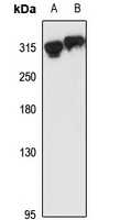 CASC5 Rabbit Polyclonal Antibody