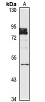 CCDC83 Rabbit Polyclonal Antibody