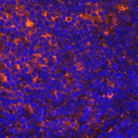 CCL19 Antibody