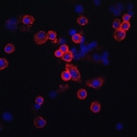 CCR7 Antibody