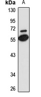 CD300a Rabbit Polyclonal Antibody