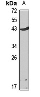 CD79a Antibody
