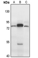 CEP63 Rabbit Polyclonal Antibody