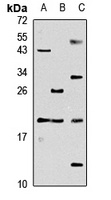 CGB7 Antibody