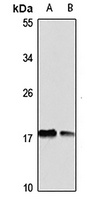 CGB7 Antibody