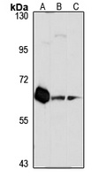 CHRM3 Rabbit Polyclonal Antibody
