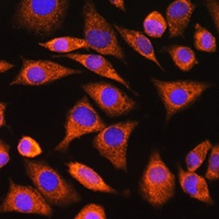 CNOT1 Antibody