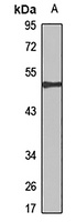 Carboxypeptidase M Rabbit Polyclonal Antibody