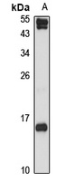 CXCL9 Antibody