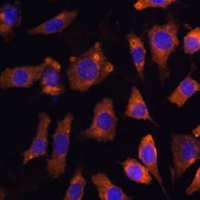 CYR61 Antibody