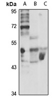 Cytohesin-2 Rabbit Polyclonal Antibody