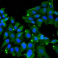 Drebrin Rabbit Polyclonal Antibody