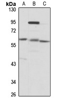 WDR23 Rabbit Polyclonal Antibody