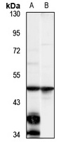 WDR40A Rabbit Polyclonal Antibody