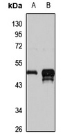 DCAF13 Antibody