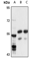 DDC Rabbit Polyclonal Antibody