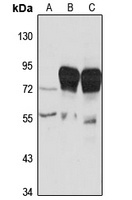 VASA Rabbit Polyclonal Antibody