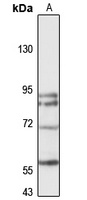 DIXDC1 Rabbit Polyclonal Antibody