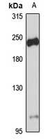 DOCK2 Rabbit Polyclonal Antibody