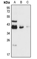 DPPA4 Rabbit Polyclonal Antibody