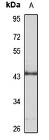 DUSP5 Rabbit Polyclonal Antibody