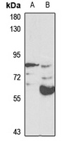 E2F8 Rabbit Polyclonal Antibody
